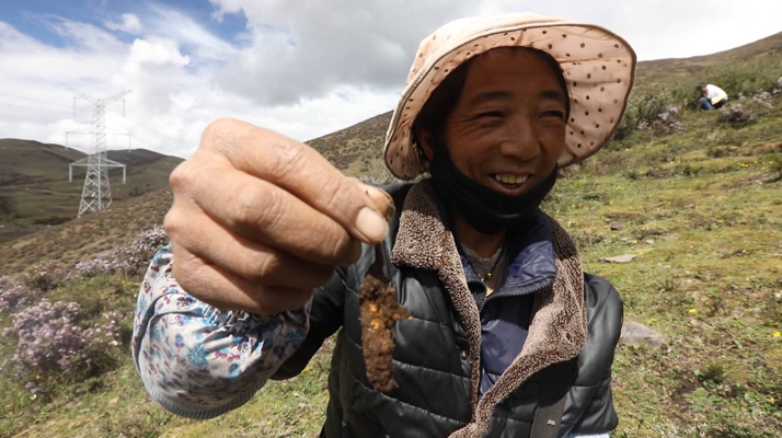 冬蟲(chóng)夏草鮮草的挖掘方法與奧秘