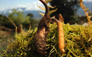 極品鮮冬蟲(chóng)夏草保存指南