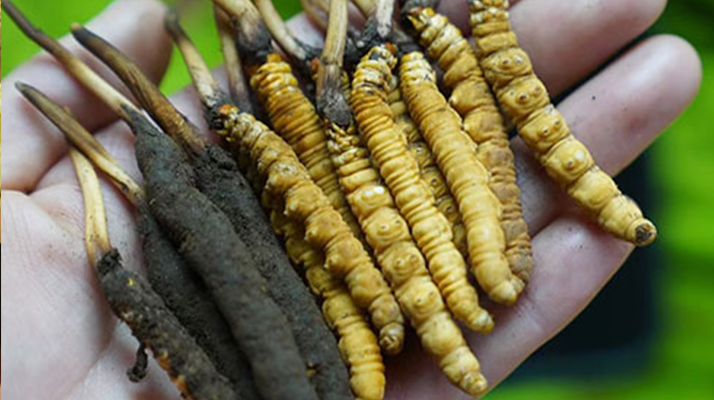 冬蟲夏草泡酒：鮮草入酒，鎖住精華的養(yǎng)生之道