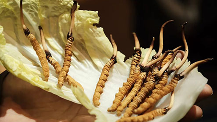 冬蟲夏草：干草與鮮草的終極對比，哪種更適合你？