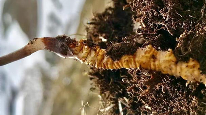 冬蟲夏草是新鮮的嗎？解鎖自然饋贈的生命密碼