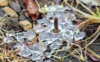 冰凍新鮮冬蟲夏草：科技與傳統(tǒng)的交融守護