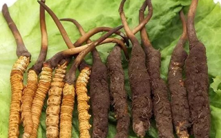 到哪里買新鮮的冬蟲夏草？三步辨真?zhèn)危拇笄腊残馁?> </div>
            <div   id=