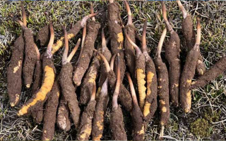 冬蟲夏草：干的好還是新鮮的妙？