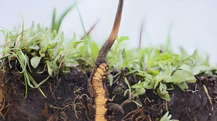 <a href=http://www.sdmkid.com/xinxian/ target=_blank class=infotextkey>新<a href=http://www.sdmkid.com/xinxian/ target=_blank class=infotextkey>鮮冬蟲夏草</a></a>價(jià)格探秘：多因素交織下的市場行情