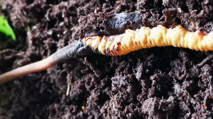 <a href=http://www.sdmkid.com/xinxian/ target=_blank class=infotextkey>新<a href=http://www.sdmkid.com/xinxian/ target=_blank class=infotextkey>鮮冬蟲夏草價(jià)格</a></a>解析