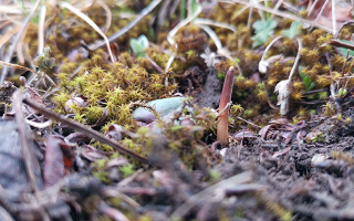 鮮冬蟲夏草辨別全攻略：識破真假，挑選優(yōu)質(zhì)好蟲草? ? ? ?