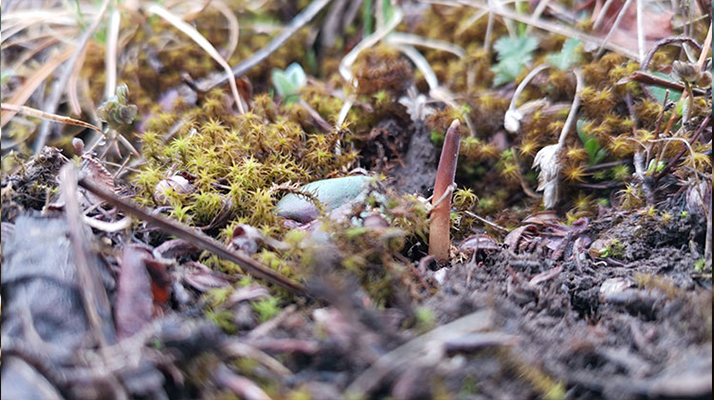一口山野的饋贈(zèng)：鮮冬蟲(chóng)夏草的味道密碼