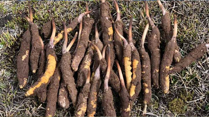 探秘新鮮冬蟲(chóng)夏草的獨(dú)特樣貌：大自然的奇妙饋贈(zèng)