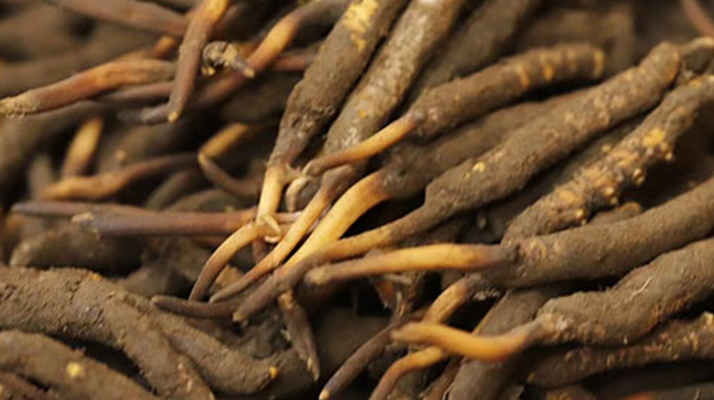 如何挑選<a href=http://www.sdmkid.com/xinxian/ target=_blank class=infotextkey>新<a href=http://www.sdmkid.com/xinxian/ target=_blank class=infotextkey>鮮冬蟲夏草</a></a>？掌握這幾個關(guān)鍵技巧