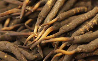 如何挑選新鮮冬蟲夏草？掌握這幾個(gè)關(guān)鍵技巧