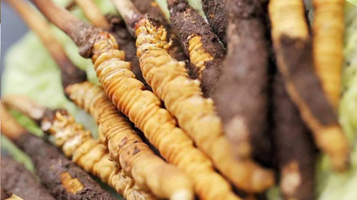 冬蟲(chóng)夏草：干品與鮮品，誰(shuí)更勝一籌？