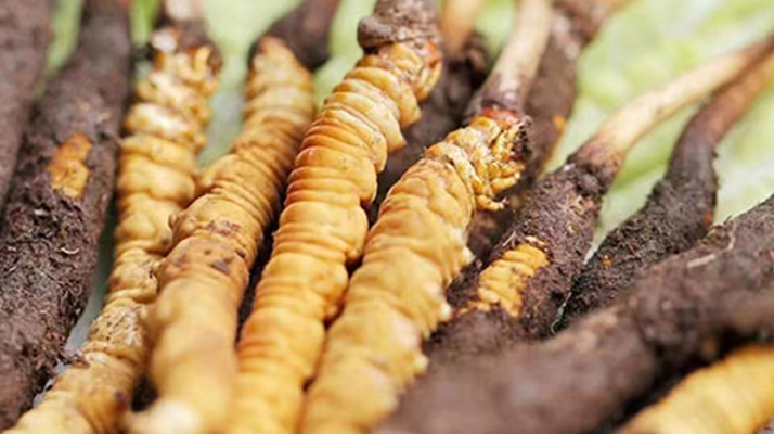 冬蟲夏草：曬干食用還是鮮食更優(yōu)？