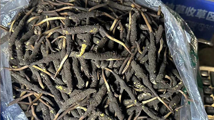 冬蟲夏草可以吃鮮的嗎？一文為你揭秘