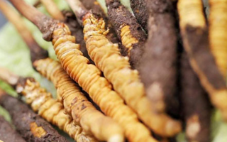 冬蟲夏草：干品與鮮品，誰更勝一籌？