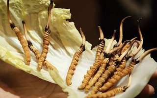 冬蟲夏草：鮮草與干草誰更勝一籌？