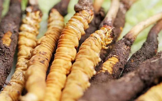 冬蟲夏草：曬干食用還是鮮食更優(yōu)？