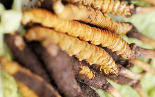 冬蟲夏草鮮草能賣多久？多因素影響下的售賣周期解析