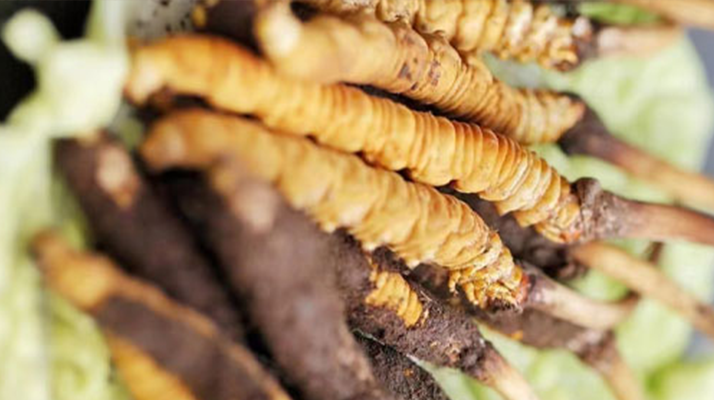 好的鮮<a href=http://www.sdmkid.com/jiage/ target=_blank class=infotextkey>冬蟲(chóng)夏草價(jià)格</a>解析