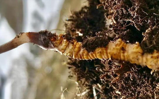 冬蟲夏草的多樣吃法，解鎖滋補(bǔ)新體驗(yàn)