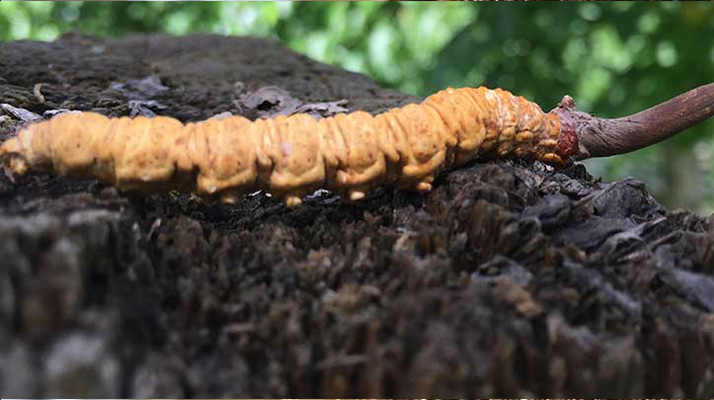 正宗野生<a href=http://www.sdmkid.com/jiage/ target=_blank class=infotextkey>蟲草多少錢</a>一斤