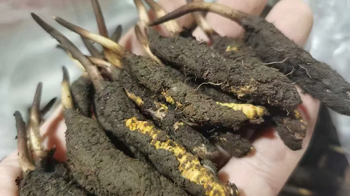 鮮冬蟲夏草急凍能放多久？科學(xué)保存全解析