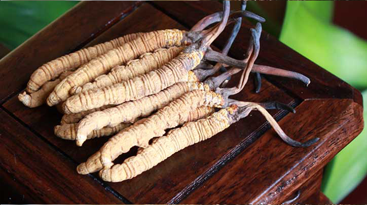 女孩家種冬蟲夏草好嗎？深度剖析種植可行性