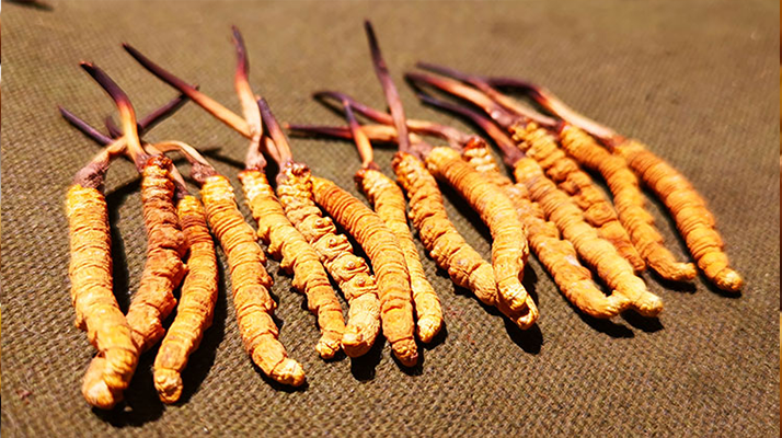 干海參 VS 冬蟲(chóng)夏草：兩種滋補(bǔ)珍品的差異全解析