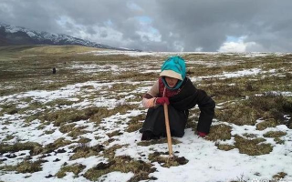 探秘冬蟲夏草的故鄉(xiāng)：中國(guó)主產(chǎn)省份全解析?