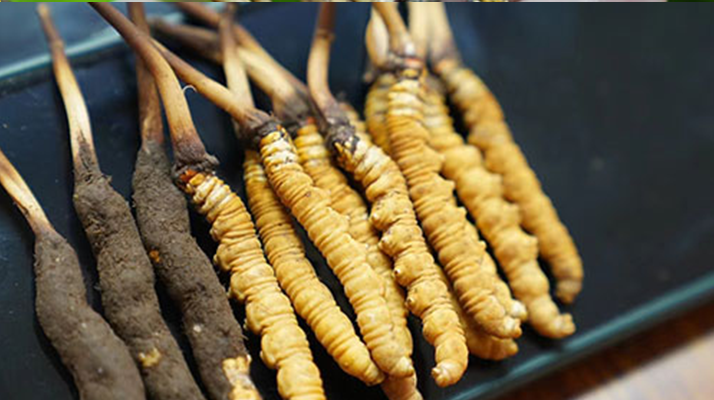 冬蟲(chóng)夏草干品與鮮品大比拼：誰(shuí)更勝一籌？