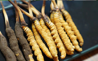 冬蟲(chóng)夏草干品與鮮品大比拼：誰(shuí)更勝一籌？