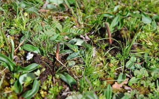 冬蟲(chóng)夏草鮮草好不好喝？探尋獨(dú)特的味覺(jué)體驗(yàn)