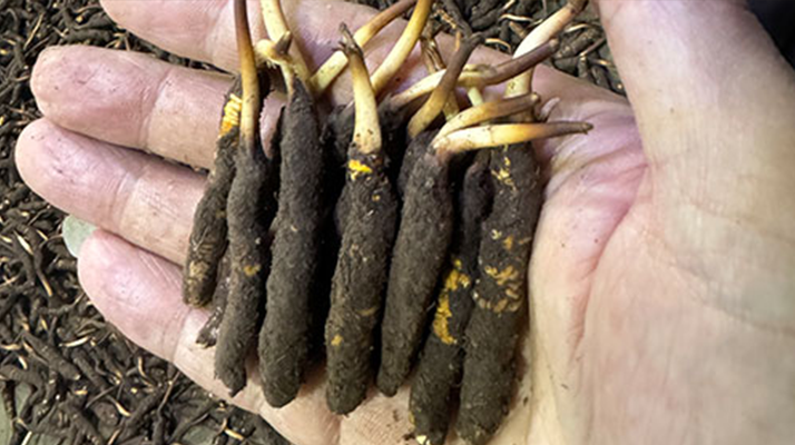 尋草之旅：踏上尋找<a href=http://www.sdmkid.com/xinxian/ target=_blank class=infotextkey>新<a href=http://www.sdmkid.com/xinxian/ target=_blank class=infotextkey>鮮冬蟲夏草</a></a>的征程