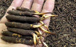 冬蟲夏草燉湯真能提鮮？揭開滋補(bǔ)食材的味覺密碼