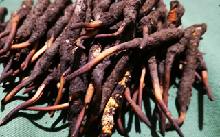 新鮮冬蟲夏草哪里買？全渠道選購指南