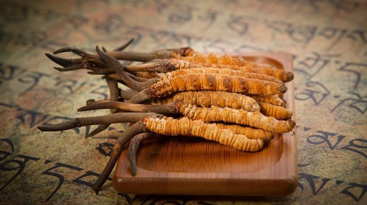 探秘冬蟲(chóng)夏草鮮草的獨(dú)特模樣