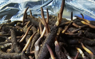 新鮮冬蟲夏草能放多久吃？一文掌握儲存與食用期限