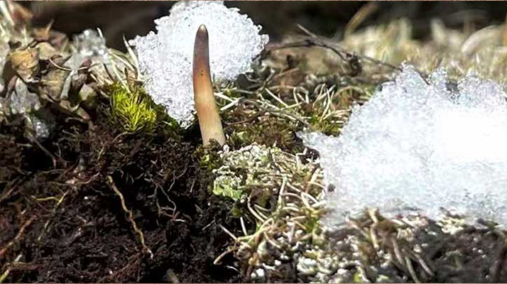 鮮冬蟲夏草燉湯多久能吃？科學(xué)燉煮時間全解析