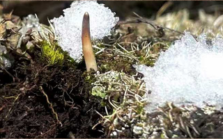 鮮冬蟲夏草燉湯多久能吃？科學(xué)燉煮時間全解析