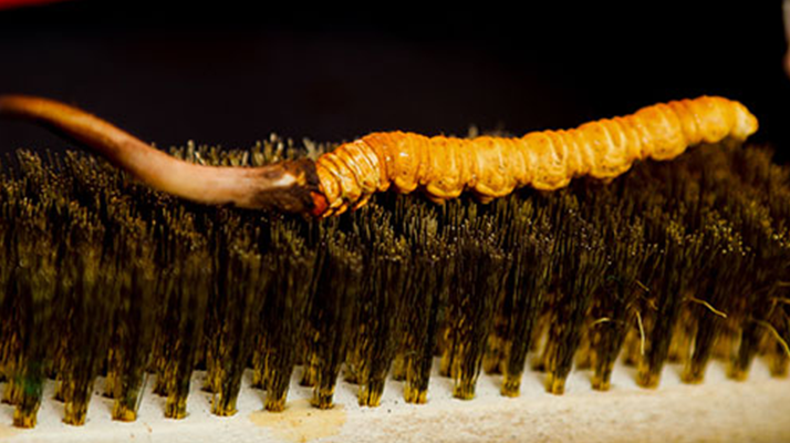 鮮冬蟲(chóng)夏草什么口感最好？探尋舌尖上的滋補(bǔ)美味? ? ? ?