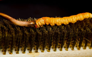 鮮冬蟲夏草什么口感最好？探尋舌尖上的滋補(bǔ)美味? ? ? ?