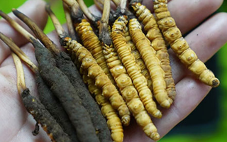 鮮冬蟲(chóng)夏草如何打粉末保存？實(shí)用指南來(lái)了