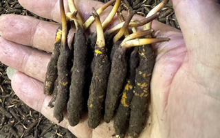 3000 條蟲(chóng)草一克是幾只？深入解析蟲(chóng)草規(guī)格與重量關(guān)系? ? ? ?