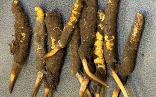 野生冬蟲夏草一斤多少錢？多維度價(jià)格解析