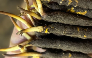 蟲草怎么存放比較好？科學(xué)保存指南