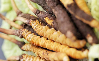 鮮蟲(chóng)草一根多少錢(qián)？多因素交織下的價(jià)格剖析