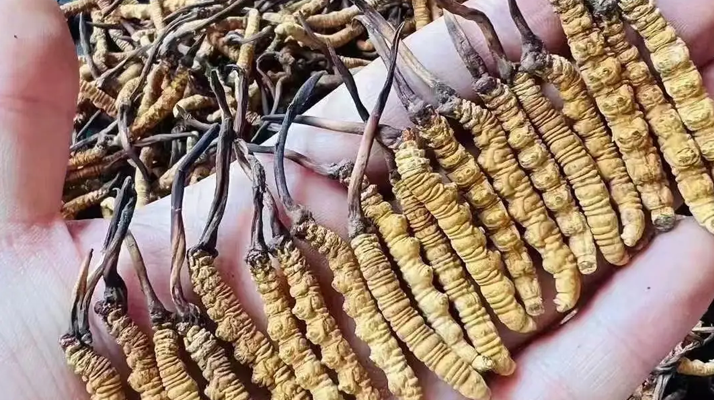 冬蟲(chóng)夏草怎么吃？最全食用指南與科學(xué)建議?