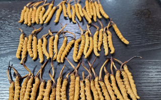 冬蟲夏草是如何形成的？揭秘"軟黃金"的誕生之謎?