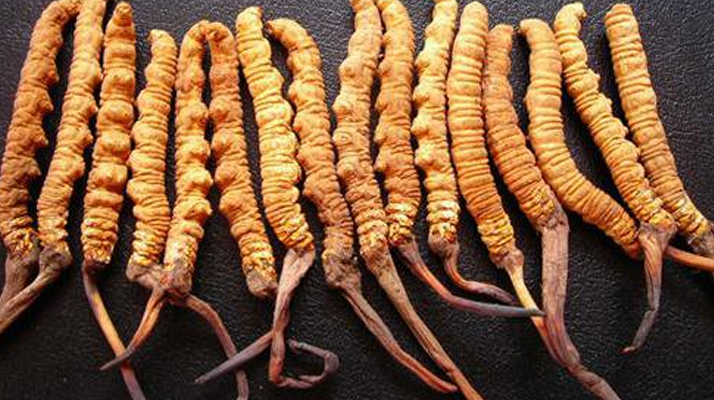 <a href=http://www.sdmkid.com/yangsheng/ target=_blank class=infotextkey>冬蟲夏草的作用</a>與功效：傳統(tǒng)智慧與現(xiàn)代科學(xué)的雙重印證