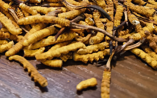斷的冬蟲夏草有效果嗎？一文揭開真相